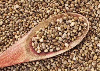 Un rico superalimento, las semillas de cáñamo